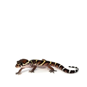 Central American Banded Gecko